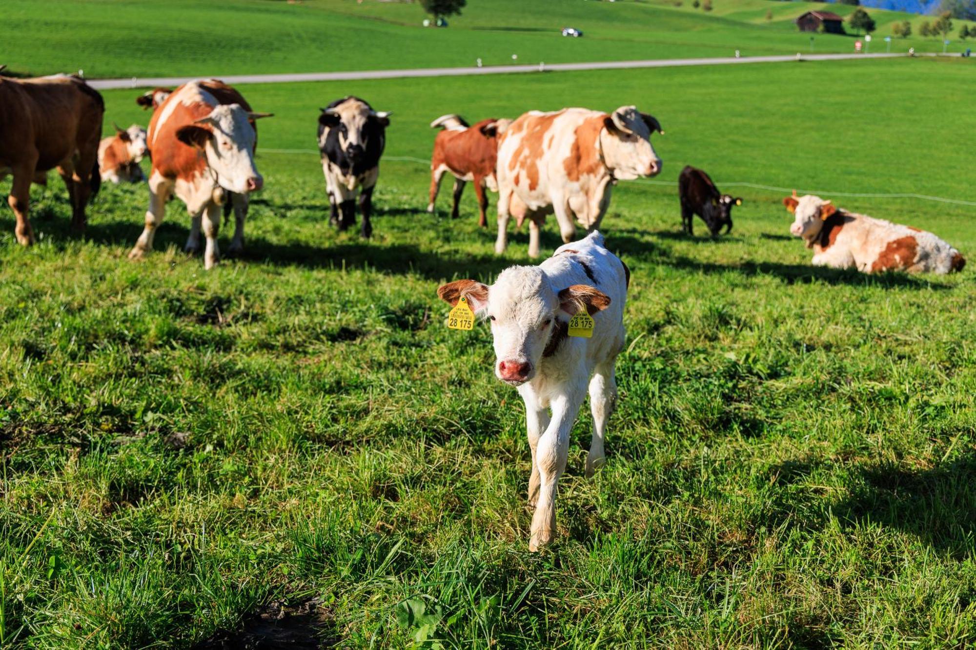 Farm stay Oberaschenauer-hof Inkl. Chiemgaukarte *
